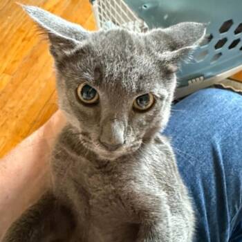 Snap -  Domestic Short Hair Cat for Adoption in Bentonville, Arkansas - Snap | PetCurious