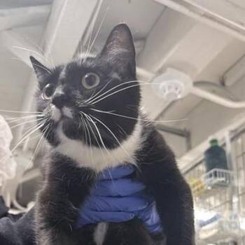 Domestic Short Hair Cats Available for Adoption in New York, New York - Funnel Cake | PetCurious