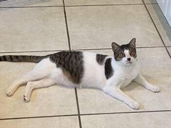 Rescue Domestic Short Hair Cats for Adoption in South Miami, Florida - Mitra | PetCurious