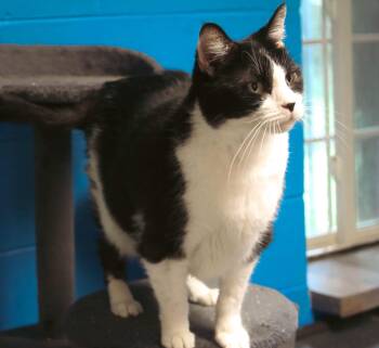 Frankie -  Domestic Short Hair Cat for Adoption in Salem, West Virginia - Frankie | PetCurious