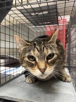 RILEY -  Domestic Short Hair Cat for Adoption in Las Vegas, Nevada - RILEY | PetCurious
