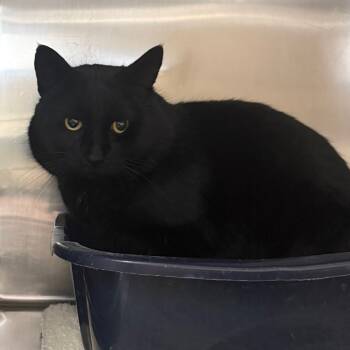 Rescue Domestic Medium Hair Cats for Adoption in Flagstaff, Arizona - Whiz - Adoptable Barn CatAdopt $0 | PetCurious