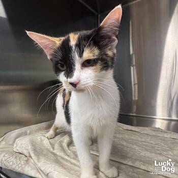 Domestic Short Hair Cats Available for Adoption in Washington, District Of Columbia - Kea | PetCurious