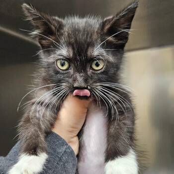 Kid -  Domestic Short Hair Cat for Adoption in Corpus Christi, Texas - Kid | PetCurious