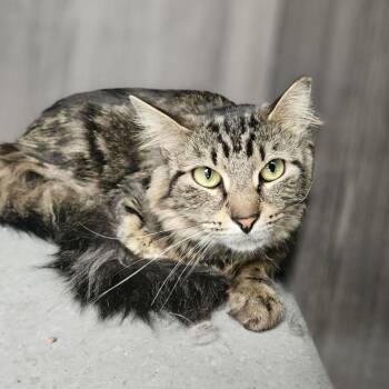 Sashi -  Domestic Short Hair Cat for Adoption in Lakewood, Colorado - Sashi | PetCurious