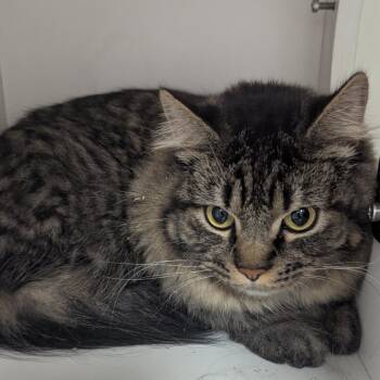 William -  Domestic Long Hair Cat for Adoption in Jeffersonville, Indiana - William | PetCurious
