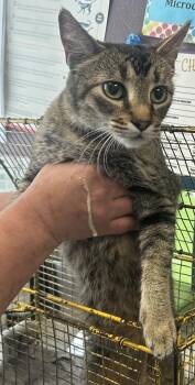 * Rex* -  Domestic Short Hair Cat for Adoption in Salt Lake City, Utah - * Rex* | PetCurious