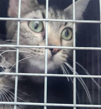 Domestic Short Hair Cats Available for Adoption in Fort Lauderdale, Florida - MOTHER | PetCurious