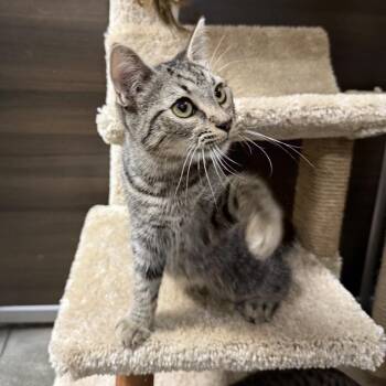 Domestic Short Hair Cats Available for Adoption - Chief | PetCurious
