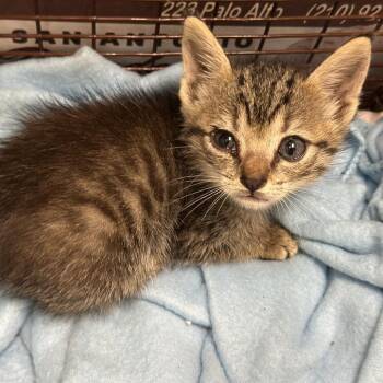 Hank the Tank -  Domestic Short Hair Cat for Adoption in San Antonio, Texas - Hank The Tank | PetCurious