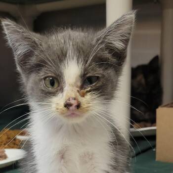 Ziggy -  Domestic Short Hair Cat for Adoption in Milan, Illinois - Ziggy | PetCurious