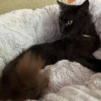 Rescue Bombay and Domestic Medium Hair Cats for Adoption in Wyandotte, Michigan - Bramble | PetCurious