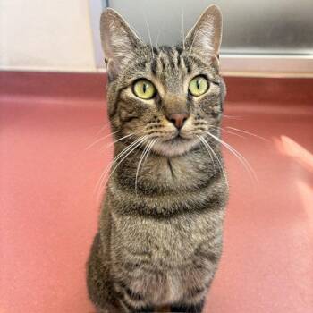 Skylar -  Domestic Short Hair Cat Available for Adoption in Burlingame, California - Skylar | PetCurious