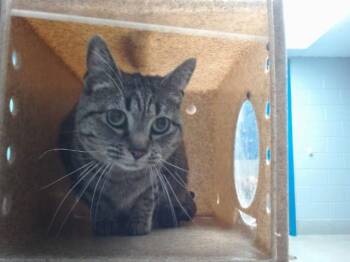 TIFF -  Domestic Short Hair Cat for Adoption in Albuquerque, New Mexico - TIFF | PetCurious