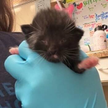 Rescue Domestic Short Hair Cats for Adoption in Hendersonville, North Carolina - Baloo | PetCurious