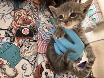 LEON -  Domestic Short Hair Cat for Adoption in Riverside, California - LEON | PetCurious