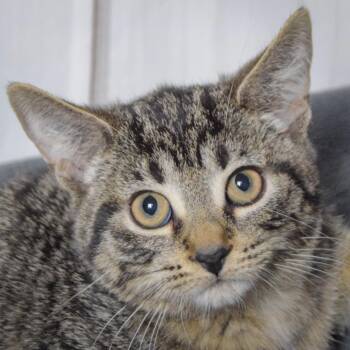 Rescue Tabby and Domestic Short Hair Cats for Adoption in Huntley, Illinois - Caribou | PetCurious