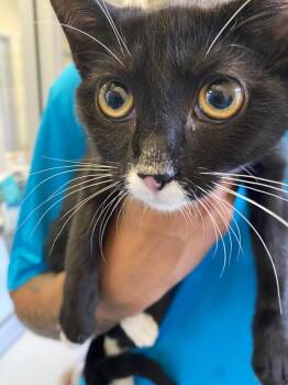 Linda -  Domestic Short Hair Cat for Adoption in Salinas, California - Linda | PetCurious