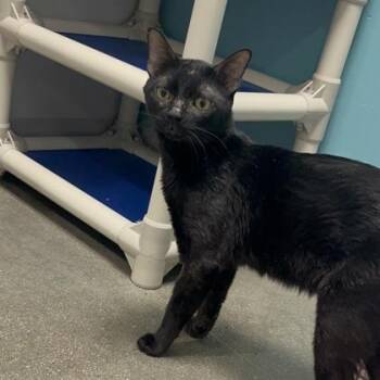 Sir Issac Mewton -  Domestic Short Hair Cat for Adoption in Janesville, Wisconsin - Sir Issac Mewton | PetCurious