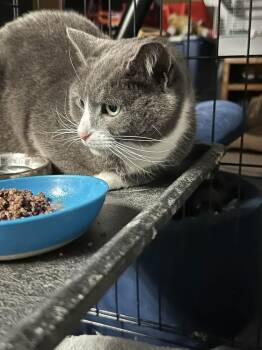 Domestic Short Hair Cats Available for Adoption - Rain | PetCurious