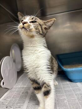 Domestic Short Hair Cats Available for Adoption - Benix | PetCurious