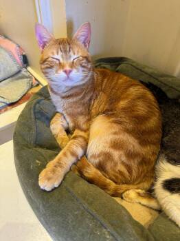 Blind-20 /100 vision -  Egyptian Mau Cat for Adoption in Brampton, Ontario - Blind-20 /100 Vision | PetCurious