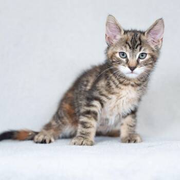Domestic Medium Hair Cats Available for Adoption in Sunnyvale, California - Celeste | PetCurious