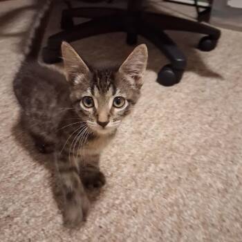 Bongo -  Domestic Short Hair Cat for Adoption in Springfield, Illinois - Bongo | PetCurious