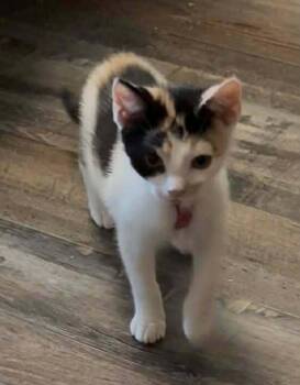 Ursula TB -  Domestic Short Hair Cat for Adoption in Greenville, South Carolina - Ursula TB | PetCurious