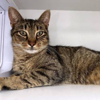 Domestic Short Hair Cats Available for Adoption - Arnold | PetCurious