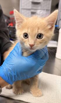 Domestic Short Hair Cats Available for Adoption in Sanford, North Carolina - Kitsu | PetCurious