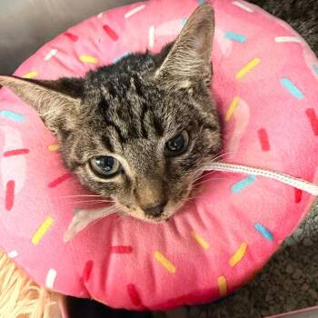 Asphalt -  Domestic Short Hair Cat for Adoption in Blairsville, Georgia - Asphalt | PetCurious