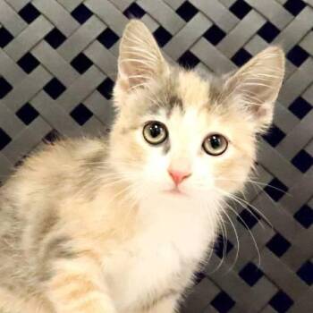 Brio -  Domestic Short Hair Cat for Adoption in Midland, Texas - Brio | PetCurious