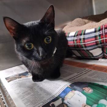 Domestic Short Hair Cats Available for Adoption in Pauls Valley, Oklahoma - Marjorie | PetCurious