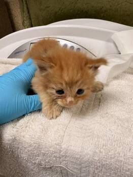 Domestic Short Hair Cats Available for Adoption in Riverside, California - CURLY | PetCurious