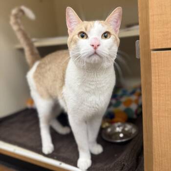 Domestic Short Hair Cats Available for Adoption in Philadelphia, Pennsylvania - Carlton | PetCurious