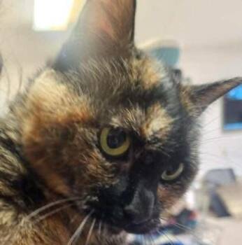 Mish Mish -  Domestic Short Hair Cat for Adoption in Dayton, Minnesota - Mish Mish | PetCurious