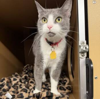 Mia -  Domestic Short Hair Cat for Adoption in Hamilton Township, New Jersey - Mia | PetCurious