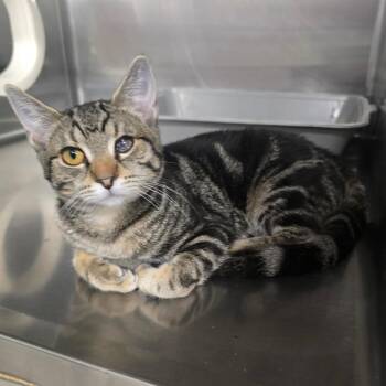 Amy -  Domestic Short Hair Cat for Adoption in Spokane, Washington - Amy | PetCurious