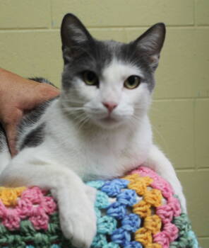 Rescue Domestic Short Hair Cats for Adoption in Prattville, Alabama - Biscuit - 42510 | PetCurious