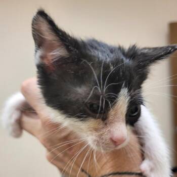 Mikael -  Domestic Short Hair Cat for Adoption in Lake Panasoffkee, Florida - Mikael | PetCurious
