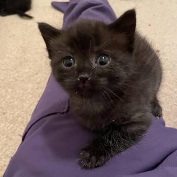 Black 1 -  Domestic Short Hair Cat for Adoption in Springboro, Ohio - Black 1 | PetCurious