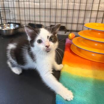 Parker -  Domestic Short Hair Cat for Adoption in Parkersburg, West Virginia - Parker | PetCurious