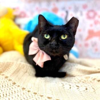 Bombay and Domestic Short Hair Cats Available for Adoption - Annabelle Daniel | PetCurious