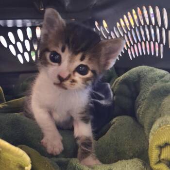 Tink -  Domestic Short Hair Cat for Adoption in Murray, Utah - Tink | PetCurious