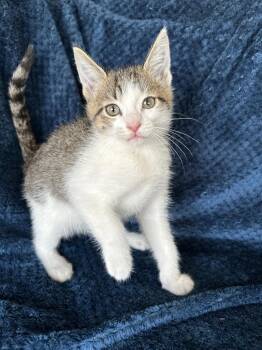 Berry -  Domestic Short Hair Cat for Adoption in Corpus Christi, Texas - Berry | PetCurious
