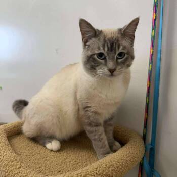 Siamese and Domestic Short Hair Cats Available for Adoption - S