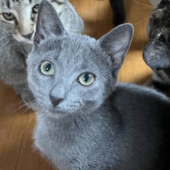 Pumpkin -  Domestic Short Hair Cat for Adoption in Honeoye, New York - Pumpkin | PetCurious