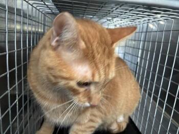 Domestic Short Hair Cats Available for Adoption in Fort Myers, Florida - FRODO-ORO | PetCurious