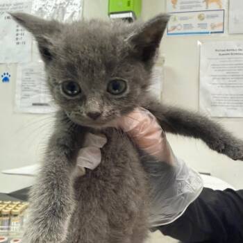 Lila -  Domestic Short Hair Cat for Adoption in Charleston, West Virginia - Lila | PetCurious